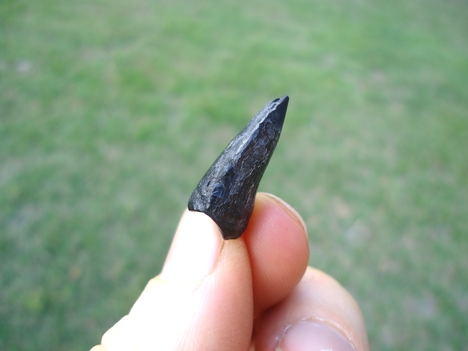 Large image 3 Rare Alabama Mosasaur Tooth