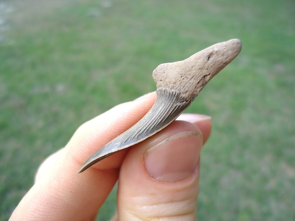 Large image 2 Rare Cretaceous Goblin Shark Tooth