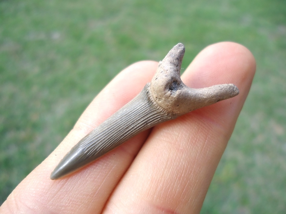 Large image 3 Rare Cretaceous Goblin Shark Tooth