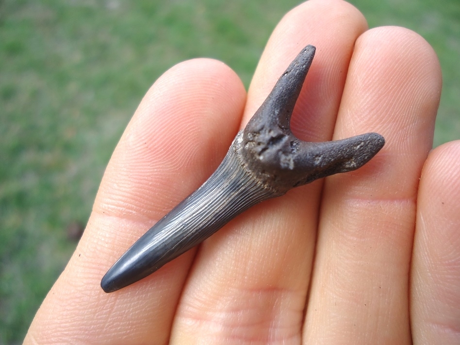 Large image 3 Rare Cretaceous Goblin Shark Tooth
