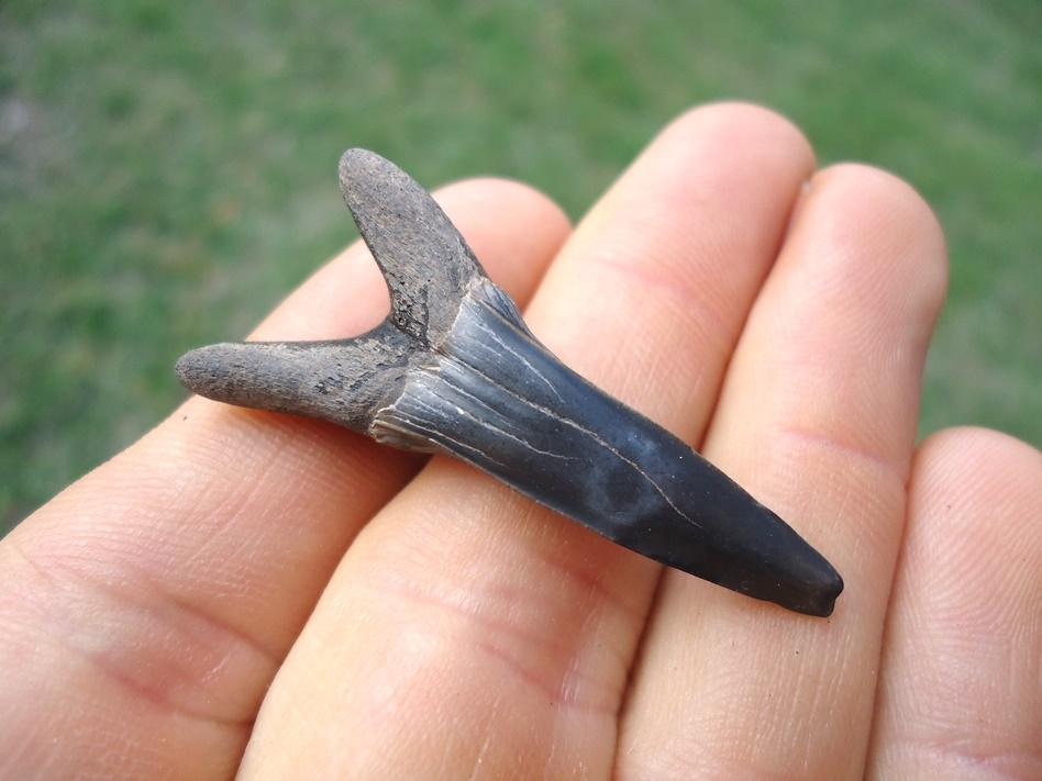 Large image 1 Rare Cretaceous Goblin Shark Tooth