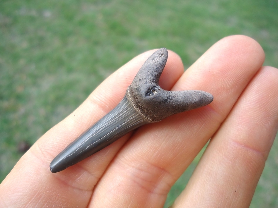 Large image 3 Rare Cretaceous Goblin Shark Tooth