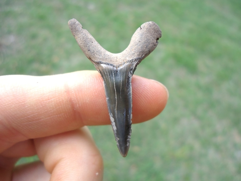 Large image 1 Rare Cretaceous Goblin Shark Tooth