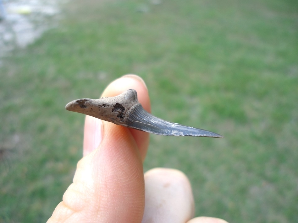 Large image 2 Rare Cretaceous Goblin Shark Tooth