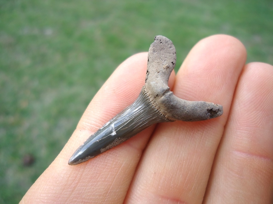 Large image 3 Rare Cretaceous Goblin Shark Tooth