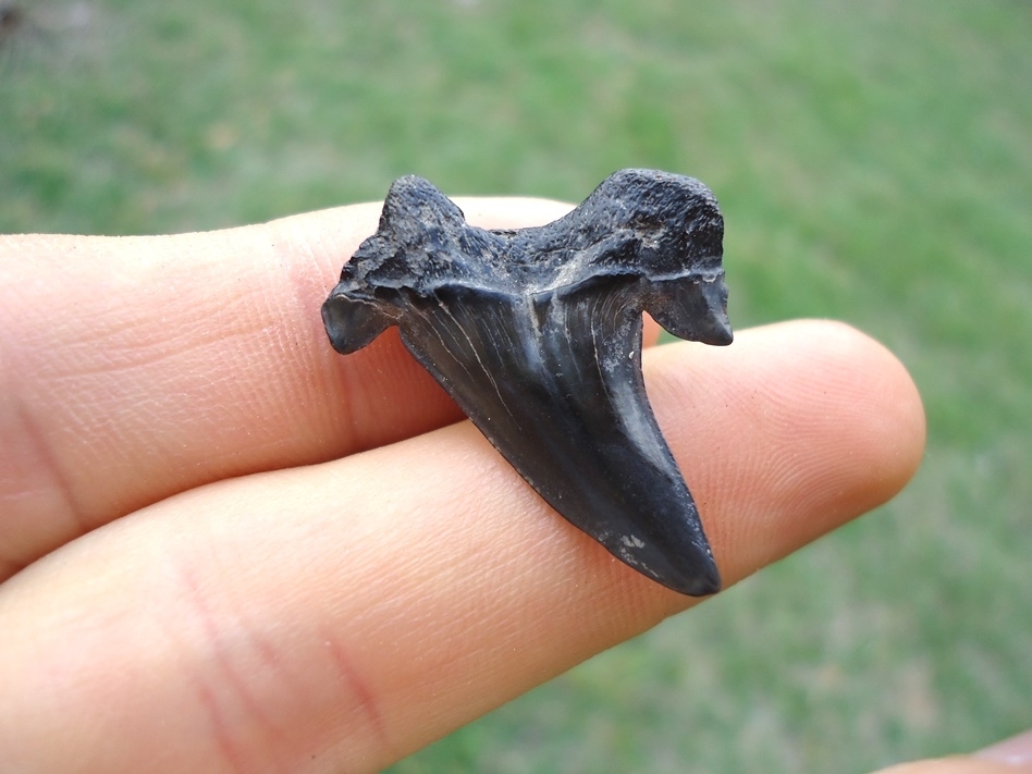 Large image 1 Rare Cretaceous Mackerel Shark Tooth