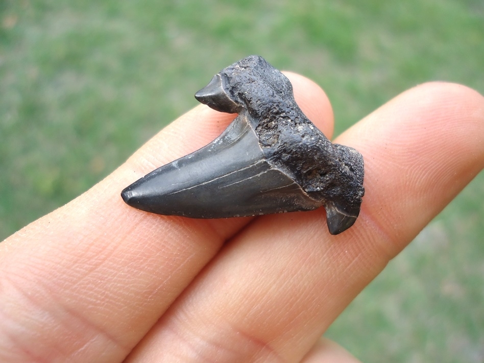 Large image 2 Rare Cretaceous Mackerel Shark Tooth
