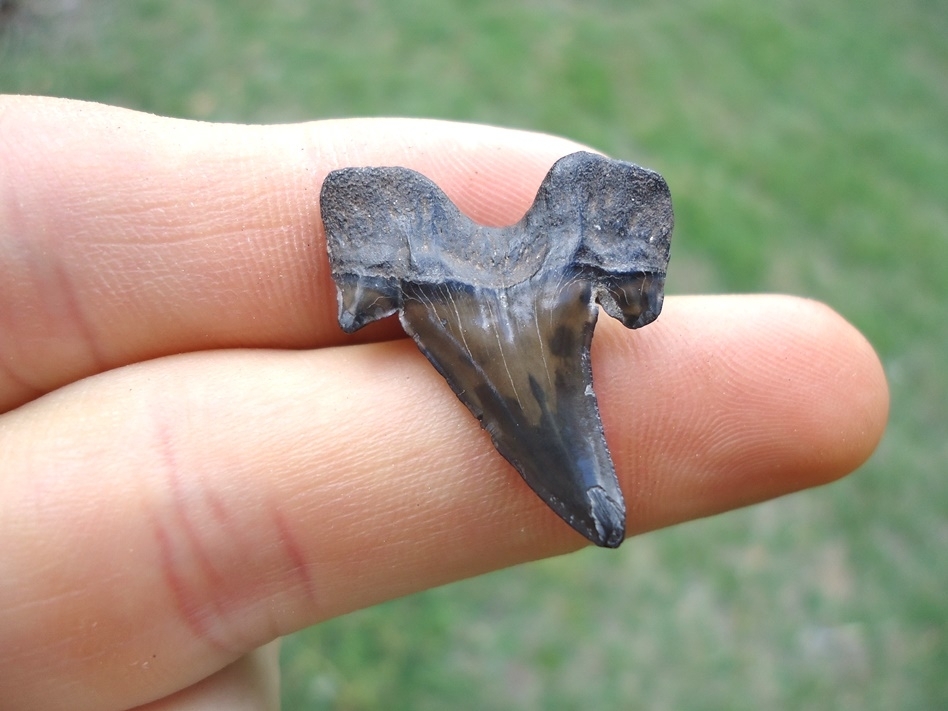 Large image 1 Rare Cretaceous Mackerel Shark Tooth