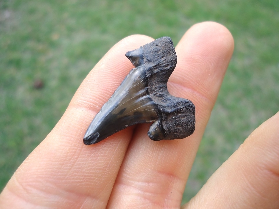 Large image 3 Rare Cretaceous Mackerel Shark Tooth