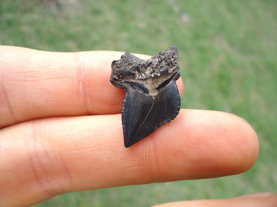 Large image 1 Nice Cretaceous Crow Shark Tooth