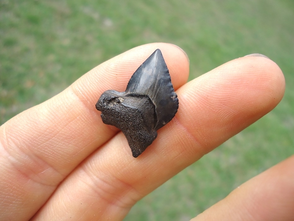 Large image 2 Nice Cretaceous Crow Shark Tooth