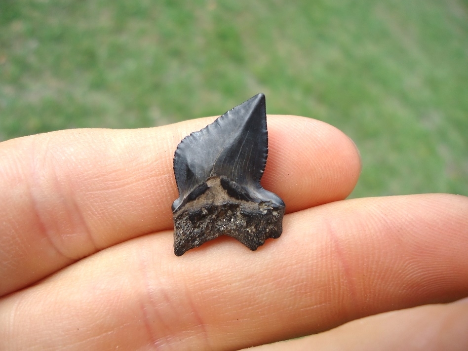 Large image 3 Nice Cretaceous Crow Shark Tooth