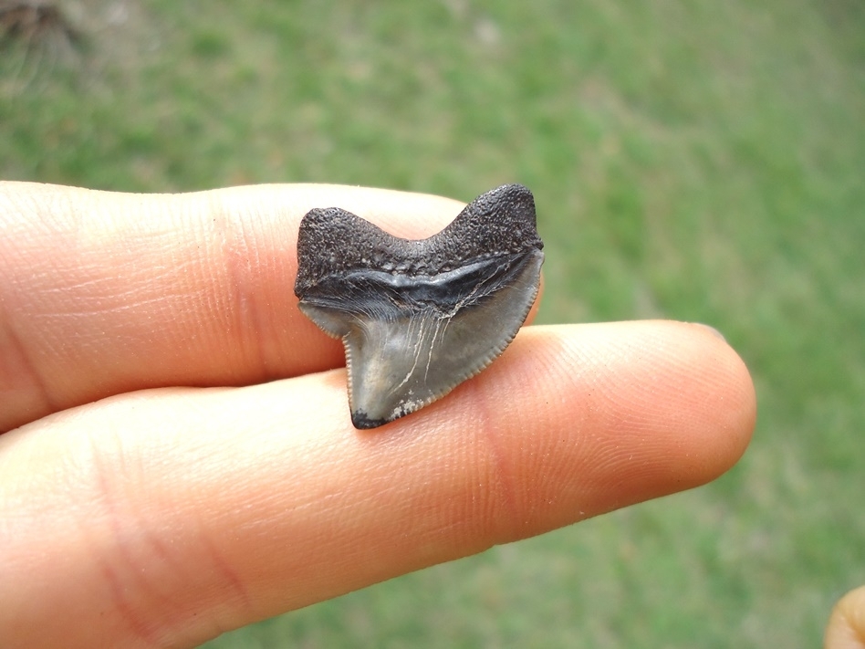 Large image 1 Nice Cretaceous Crow Shark Tooth