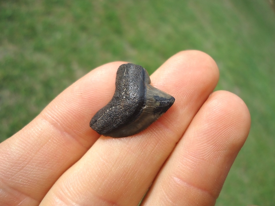 Large image 2 Nice Cretaceous Crow Shark Tooth