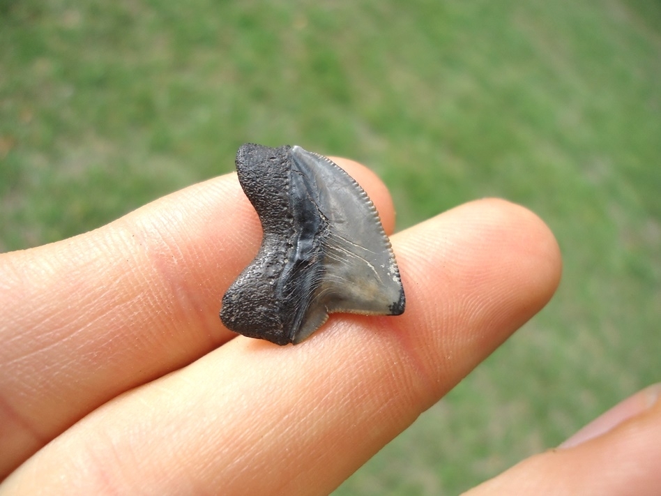 Large image 3 Nice Cretaceous Crow Shark Tooth