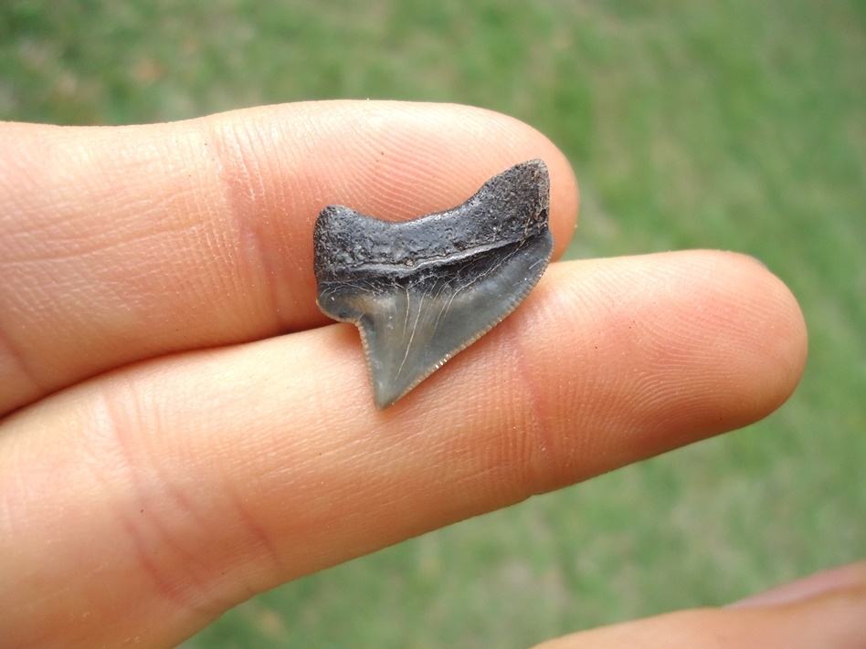 Large image 1 Nice Cretaceous Crow Shark Tooth