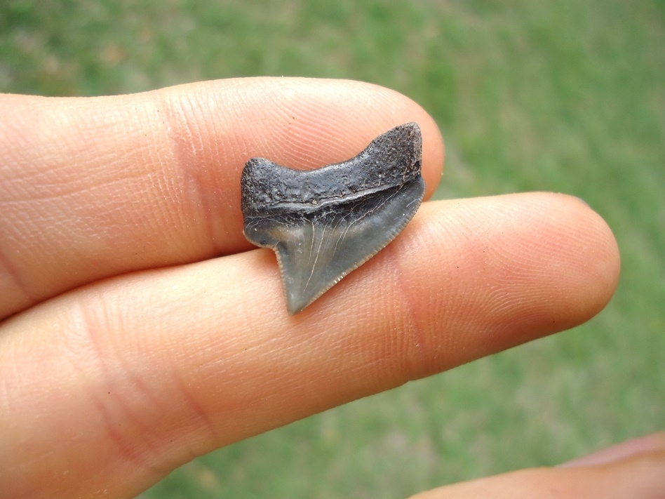 Large image 1 Nice Cretaceous Crow Shark Tooth
