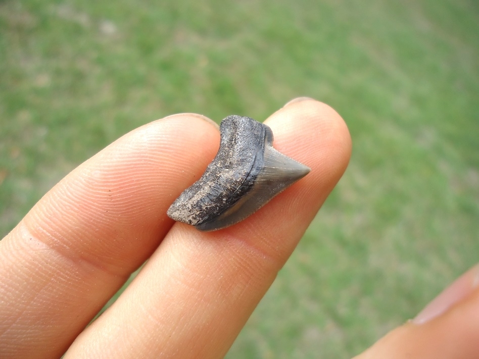 Large image 2 Nice Cretaceous Crow Shark Tooth