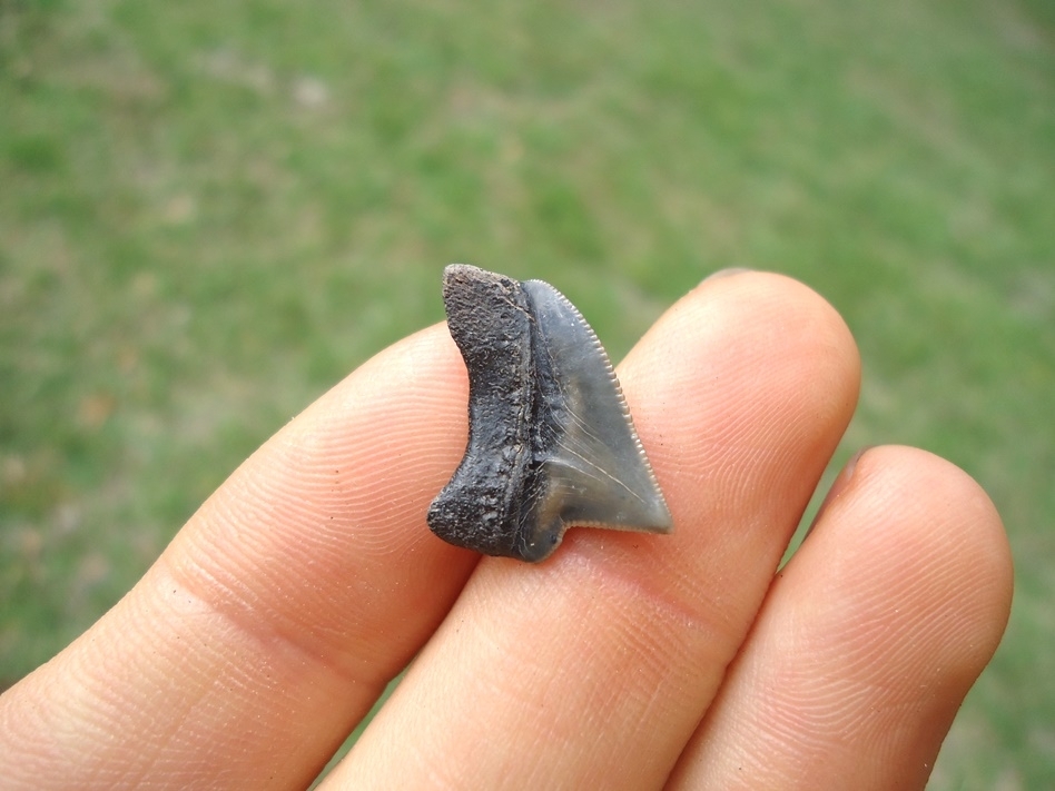 Large image 3 Nice Cretaceous Crow Shark Tooth