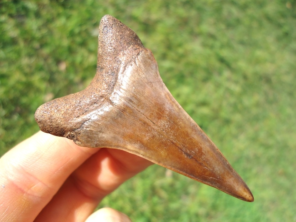 Large image 1 Beautiful Chocolate Brown Lower Hastalis Shark Tooth