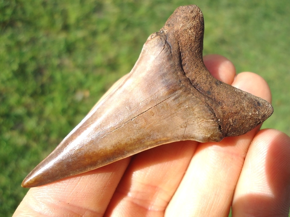 Large image 3 Beautiful Chocolate Brown Lower Hastalis Shark Tooth