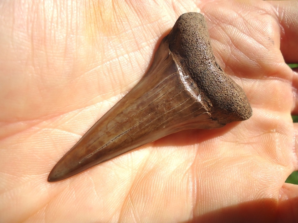 Large image 4 Beautiful Chocolate Brown Lower Hastalis Shark Tooth