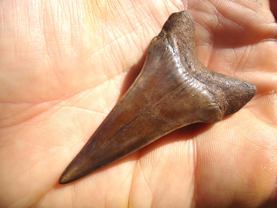 Large image 5 Beautiful Chocolate Brown Lower Hastalis Shark Tooth