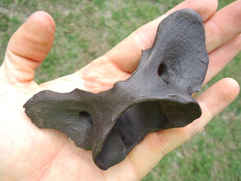 Large image 4 Beyond Rare Dire Wolf Atlas Vertebra