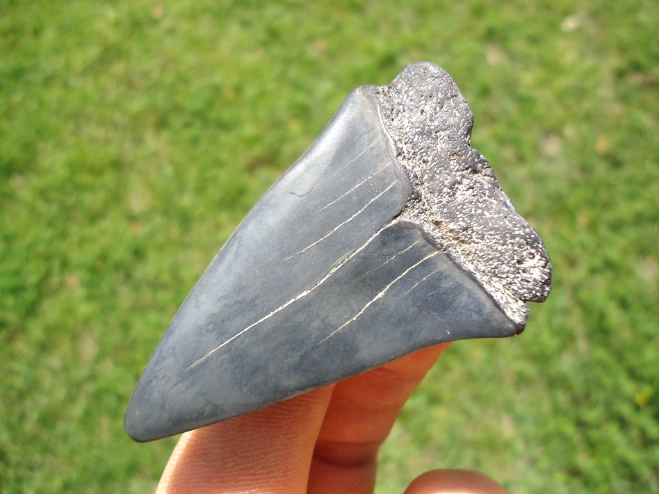 Large image 1 Pretty Blue Hastalis Shark Tooth