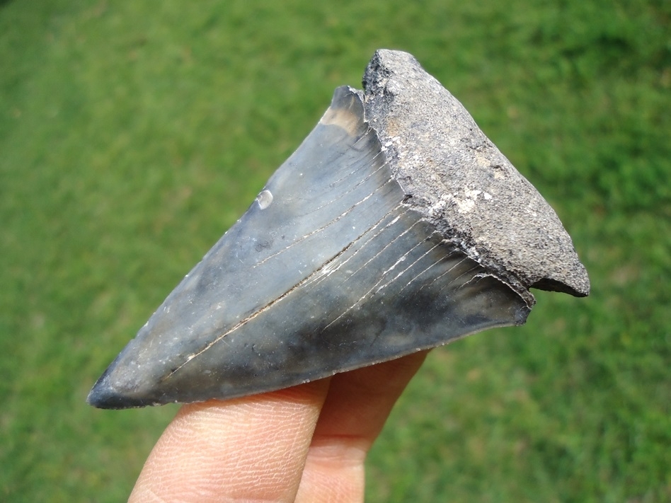 Large image 2 Large Hastalis Shark Tooth