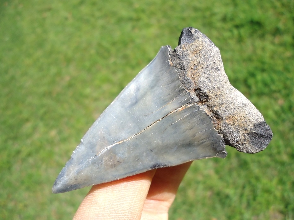 Large image 3 Large Hastalis Shark Tooth