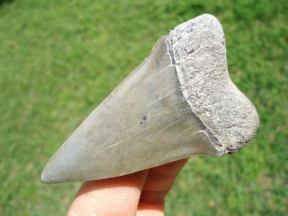 Large image 1 Very Nice Hastalis Shark Tooth