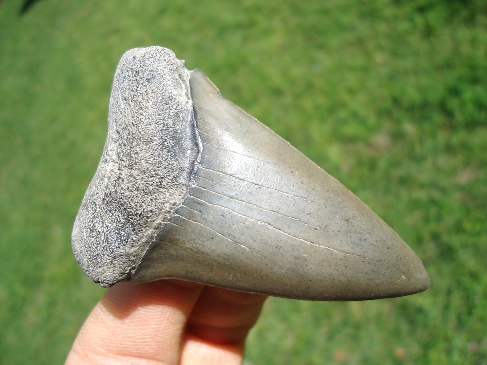 Large image 2 Very Nice Hastalis Shark Tooth