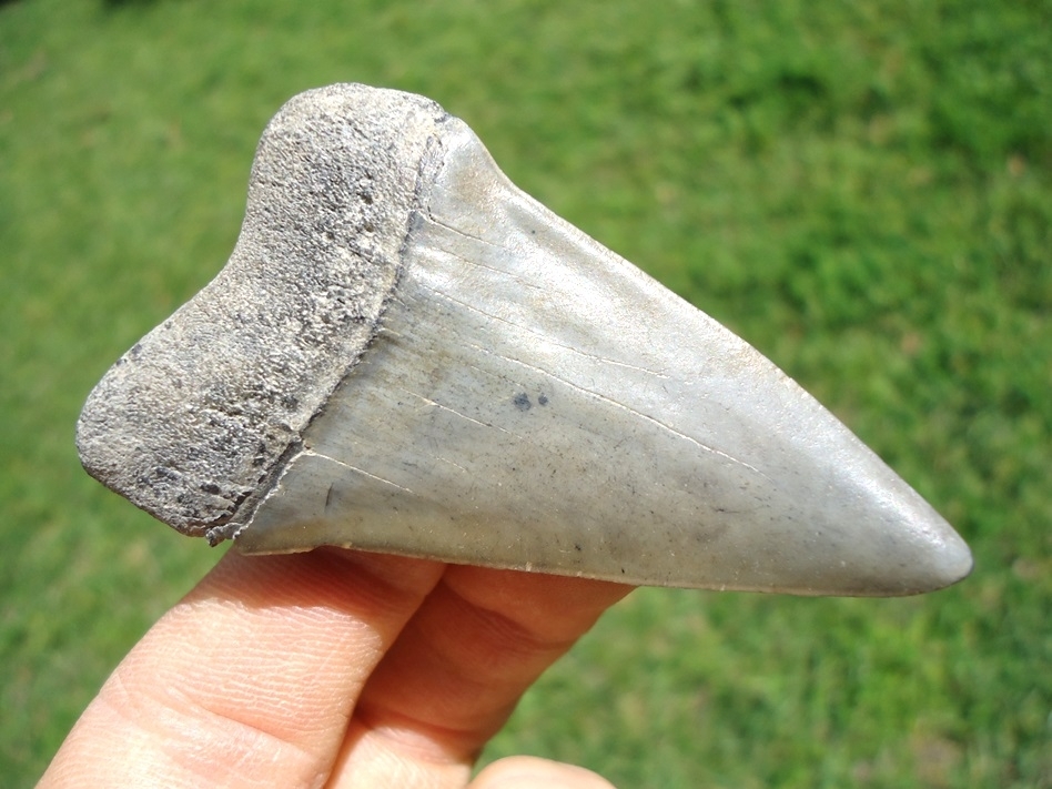 Large image 3 Very Nice Hastalis Shark Tooth