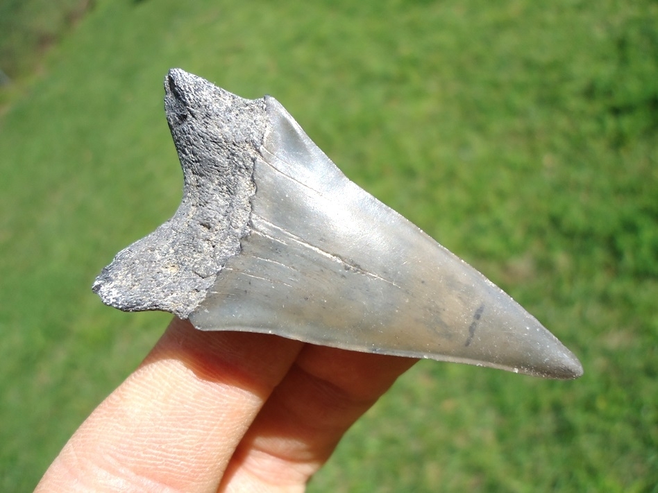 Large image 1 Uncommon Hastalis Shark Lower Jaw Tooth