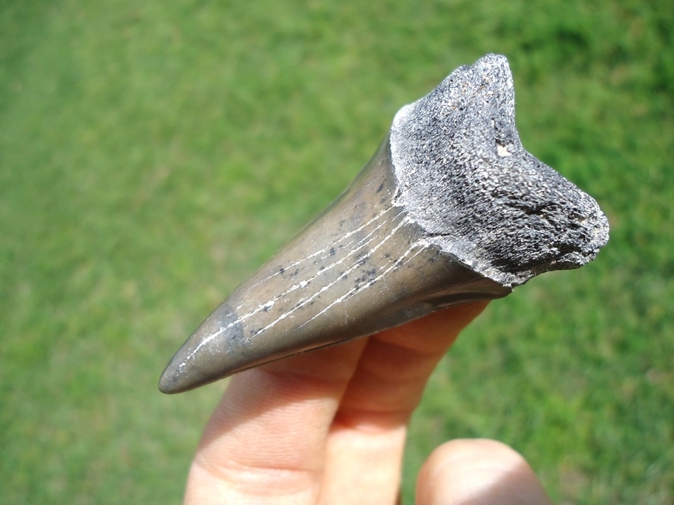 Large image 2 Uncommon Hastalis Shark Lower Jaw Tooth