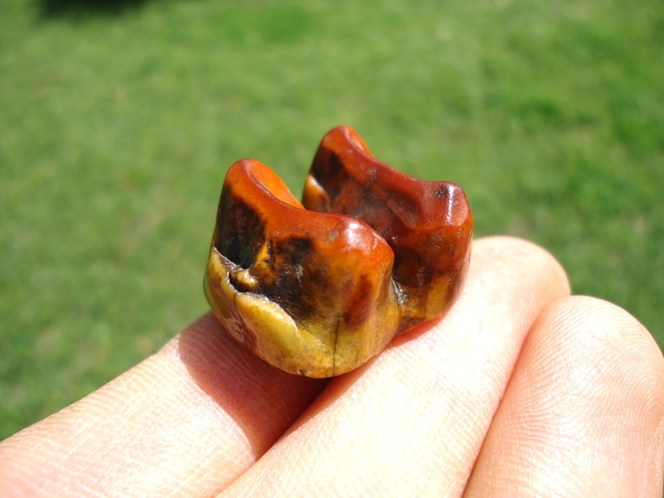 Large image 1 Simply Gorgeous Tapir Molar