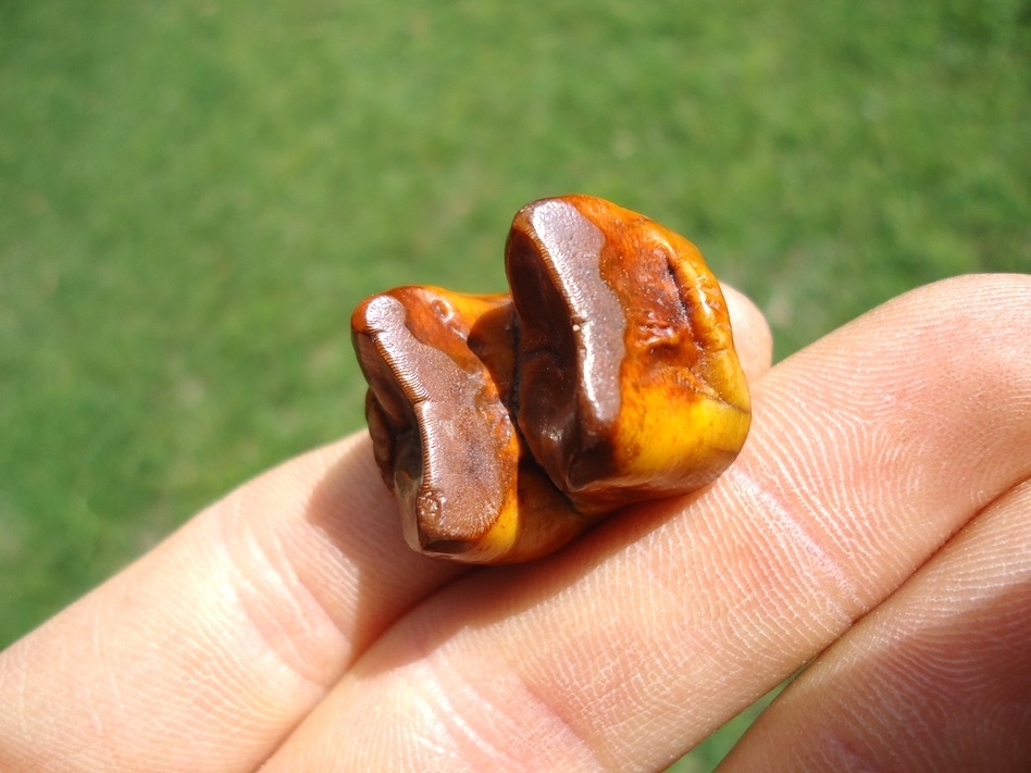 Large image 3 Fiery Orange Tapir Molar