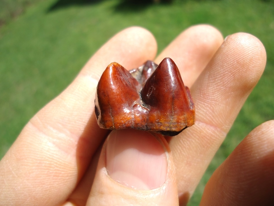 Large image 1 Stunning Ruby Red Tapir Upper Molar