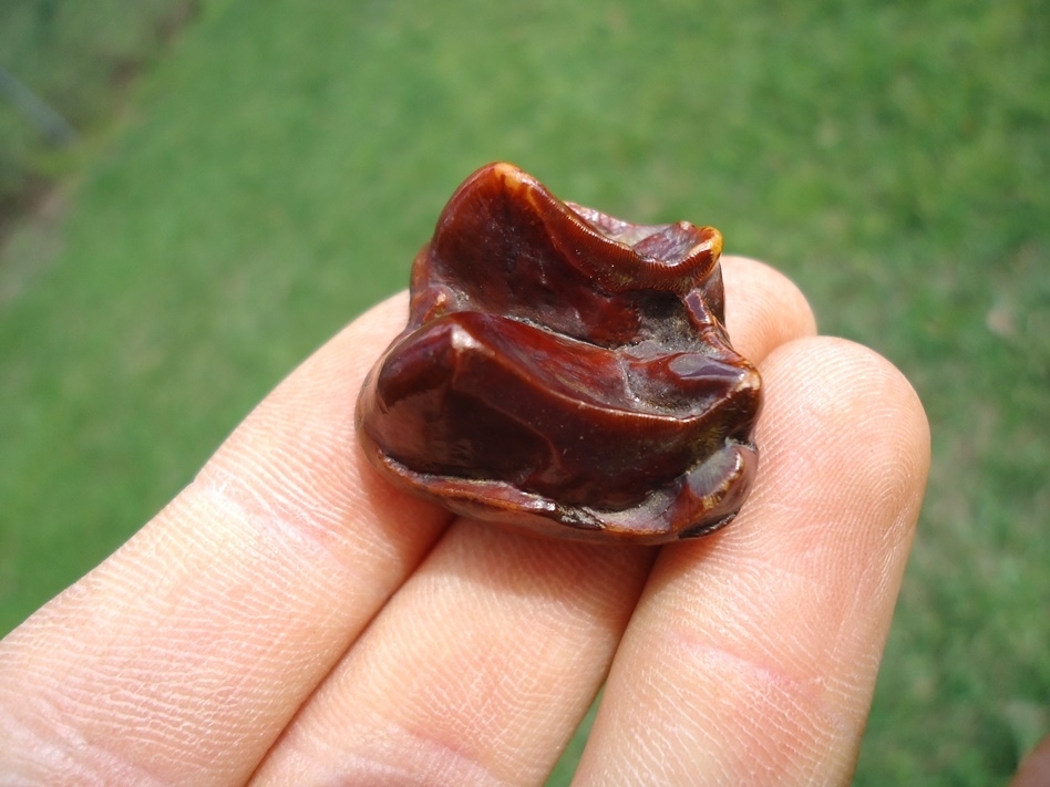 Large image 3 Stunning Ruby Red Tapir Upper Molar