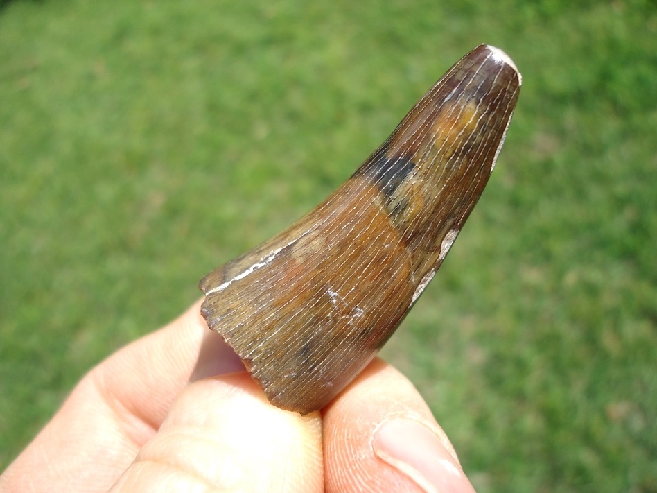 Large image 2 Massive Bone Valley Crocodile Tooth