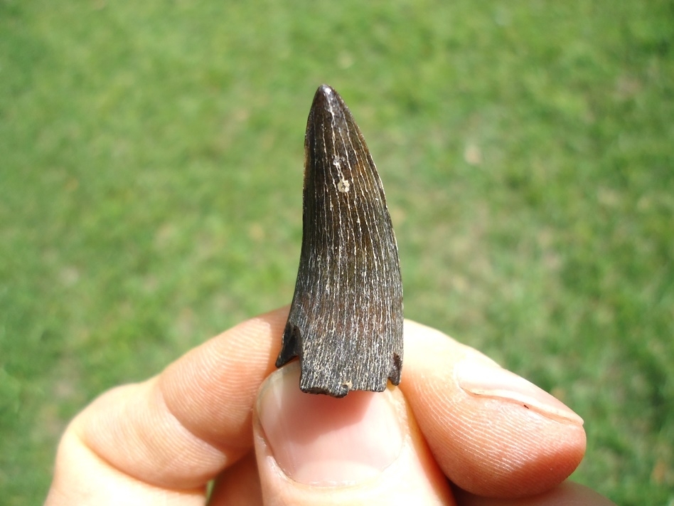 Large image 1 Super Sharp Bone Valley Crocodile Tooth