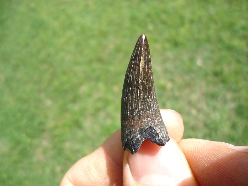 Large image 2 Super Sharp Bone Valley Crocodile Tooth