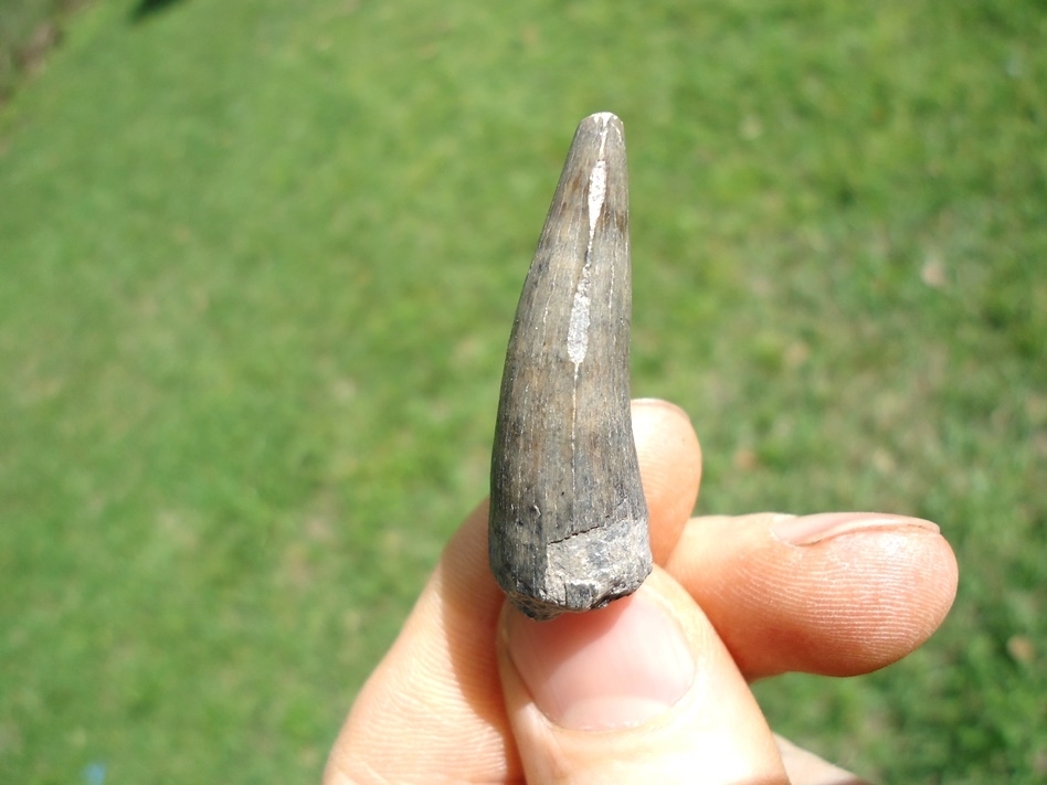 Large image 1 Excellent Bone Valley Crocodile Tooth