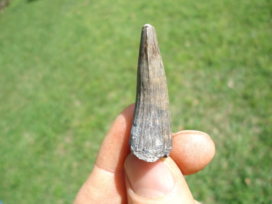 Large image 2 Excellent Bone Valley Crocodile Tooth