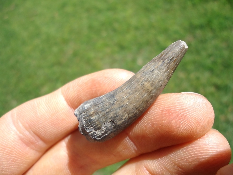 Large image 3 Excellent Bone Valley Crocodile Tooth