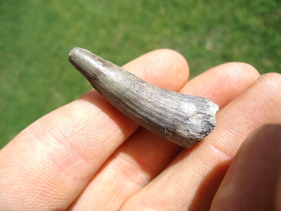 Large image 4 Excellent Bone Valley Crocodile Tooth