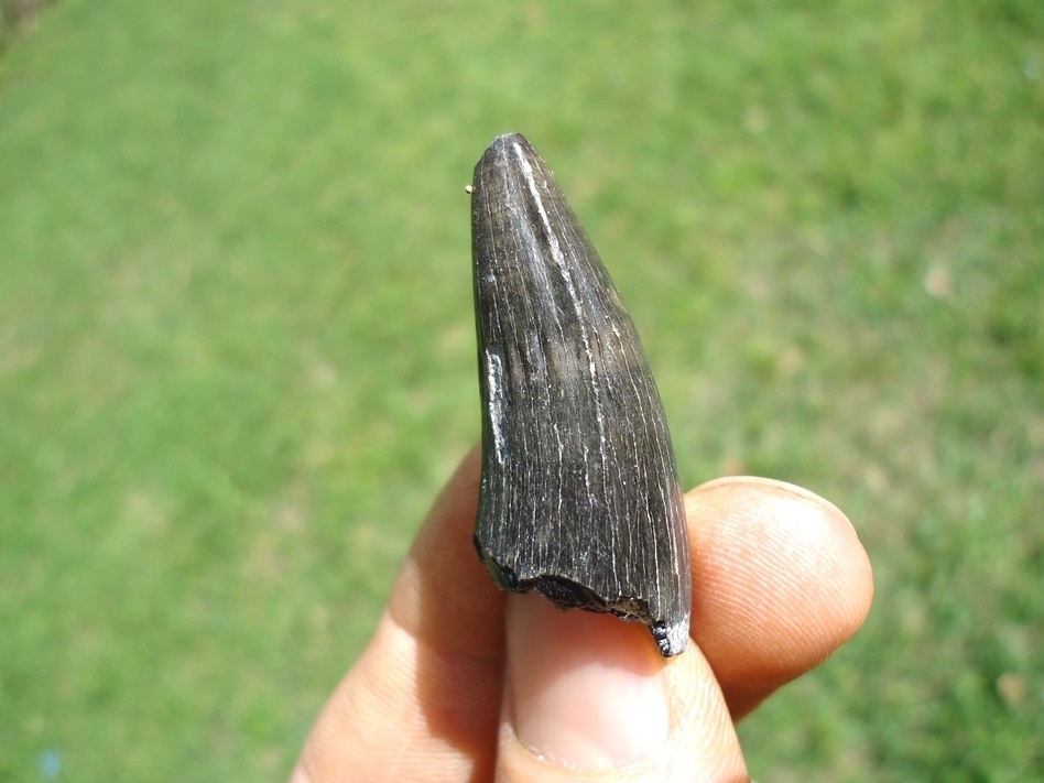 Large image 1 Excellent Bone Valley Crocodile Tooth