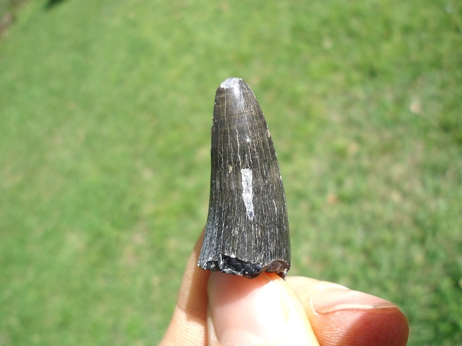 Large image 2 Excellent Bone Valley Crocodile Tooth