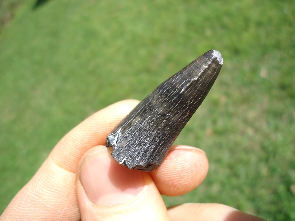 Large image 3 Excellent Bone Valley Crocodile Tooth